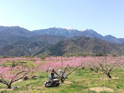 🌸 미사카 도원경 공원 (미사카 토겐쿄 코엔) 이미지 2